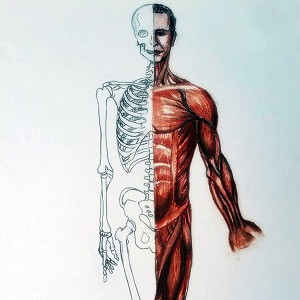 Anatomia 6
